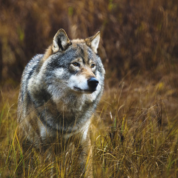 Wild wolf