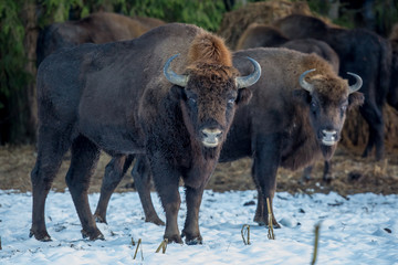 aurochs, bison, buffalo, animal