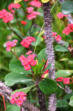 Tropical pink flower with spicky trunk