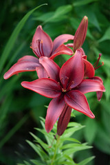 Dark red lilium asiatic flower