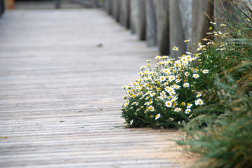 SENDERO HACIA UNA PLAYA. CÁDIZ. ANDALUCÍA. ESPAÑA 