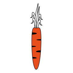 Carrot vegetable isolated vector illustration graphic design