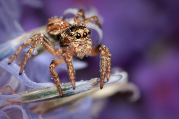 Jumping spider on the blue Sea holly flower
