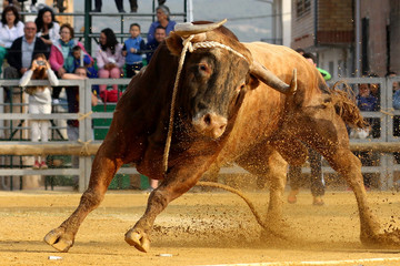 Naklejka premium toros en españa
