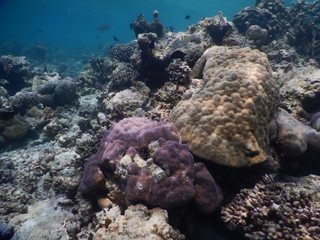 Unterwasserlandschaft Korallen Malediven