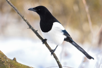 Cautious eurasian magpie carefully examines the place of feeding.