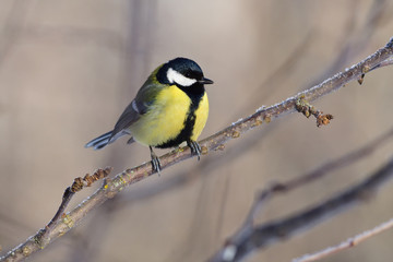 Great tit sits on a branch of an apple tree, meeting the dawn.