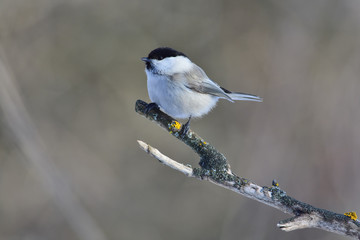 Willow tit sits on a branch resembling a fork covered with lichen.