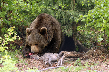 The brown bear (Ursus arctos) with the prey.