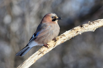 Eurasian jay meets the dawn, sitting on a branch in the forest (sun and forest reflect in eye).