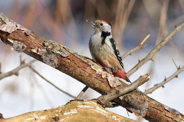 Middle spotted woodpecker sits on a thick branch with a flaky bark (sun reflect in eye).