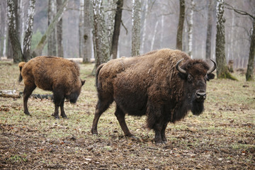 Wild european bisons in the forest, reserve, Russia