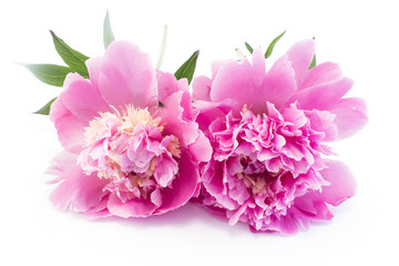 Pink Peonies Isolated on White