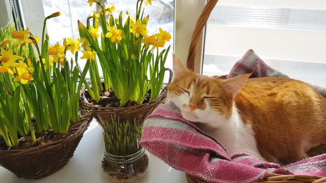 Morning sunlight on the sleeping red cat. Cute funny red-white cat on the windowsill in basket with blossom yellow daffodils, close up.