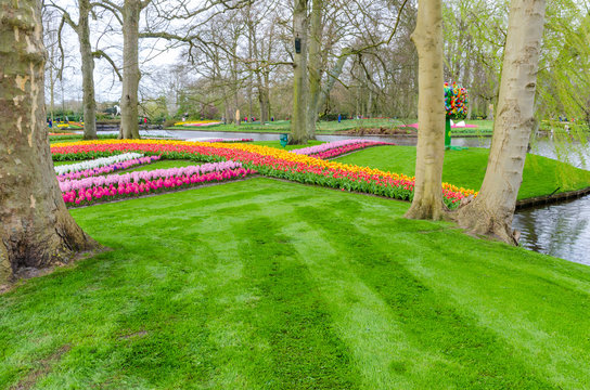 Keukenhof garden, Netherlands -April 05: Colorful flowers and blossom in dutch spring garden Keukenhof which is the world's largest flower garden. Keukenhof Garden, Lisse, Netherlands - April 05, 2017