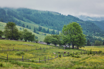 Obraz premium A wooden house on a green meadow in mountains. A house near old forest.