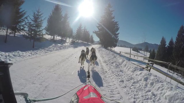 Riding a dog sled on a sunny day