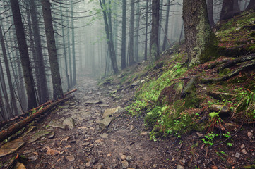 Plakat forest path through heavy forest, light fog and fern line.