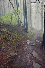 thick morning fog in the summer forest. thick morning fog in the forest at pond. Morning landscape in summer thick fog. dense fog in the morning. early morning. forest hiding in the fog.