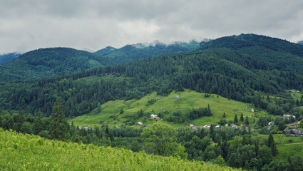 forested rolling hill on a cloudy day. lovely nature scenery of mountainous countryside.