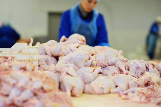 Plant for processing poultry in the food industry. chicken