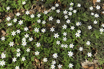 Blick von oben auf Buschwindr&ouml;schen im Wald
