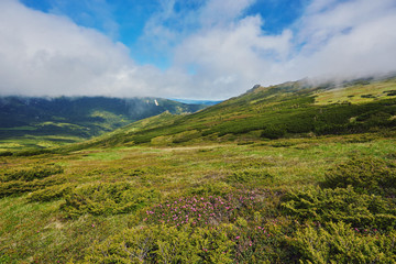 Fototapeta premium Mountain path through blooming rhododendron valley
