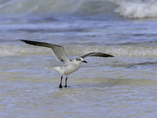 Laughing Gull Taking Off