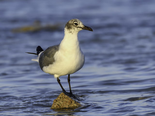Laughing Gull Standing on the Rock, Portrait
