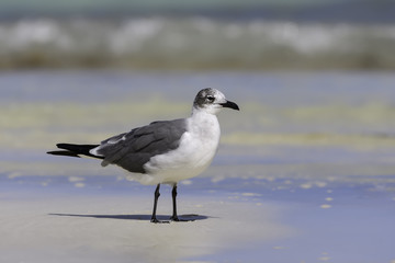 Laughing Gull Standing on the Beach,  Portrait