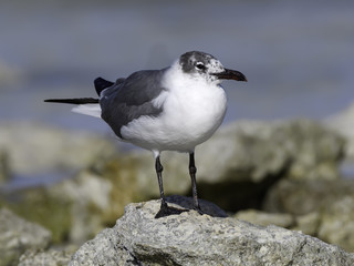 Laughing Gull Standing on the Rock, Portrait