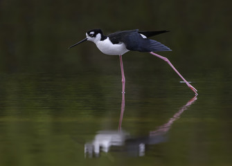 Black-necked Stilt Foraging on the Pond