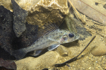 Freshwater fish Ruffe (Gymnocephalus cernuus) in the beautiful clean pound. Underwater photography in the river habitat. Wild life animal. Ruffe or Kaulbarsch in the nature habitat with nice backgroun