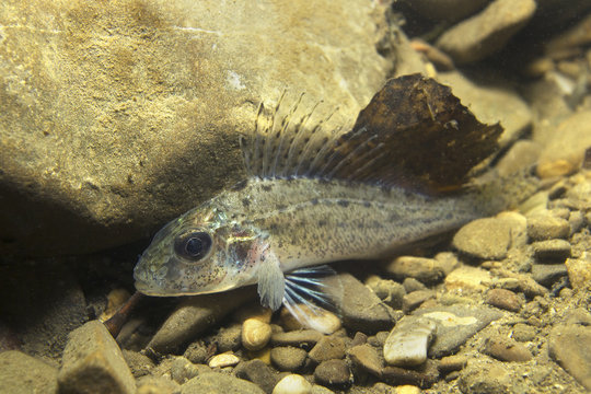 Freshwater fish Ruffe (Gymnocephalus cernuus) in the beautiful clean pound. Underwater photography in the river habitat. Wild life animal. Ruffe or Kaulbarsch in the nature habitat with nice backgroun