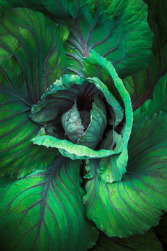 cabbage macro
