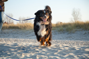 Berner Sennenhund am Strand im Sprint mit lustigem Gesicht