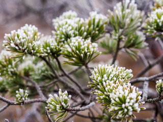 Closeup of Pine Tree Branch in Field of Kemeri moor in Latvia