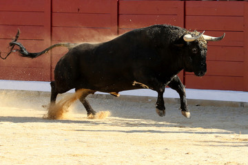 toros en españa