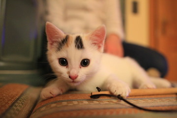 junge Katze