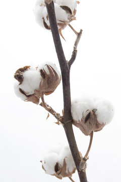 the Branch with cotton isolated on white background