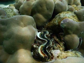 Riesenmuscheln im Korallengarten Malediven