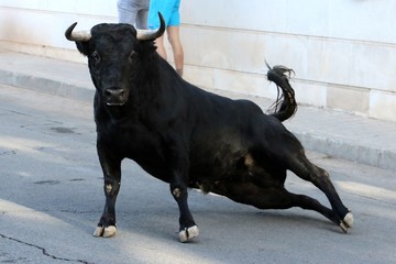 toros en españa