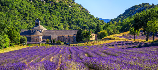 Blooming lavender field in Senanque abbey, Provence, France