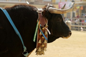 toros en españa