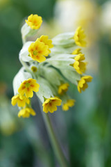 Closeup of yellow cowslip flower (latin name: Primula veris), green background