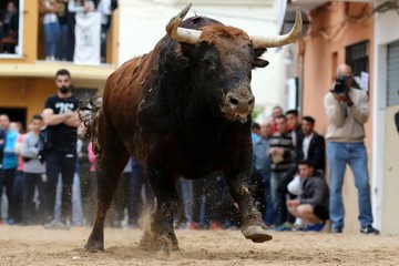 toros en españa