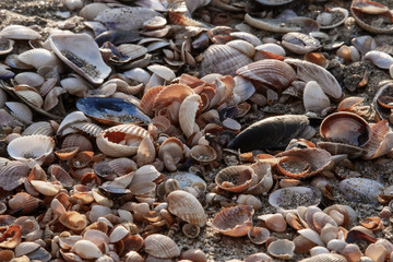 Sea shells. Coast. Beach