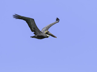 Brown Pelican in Flight on Blue Sky