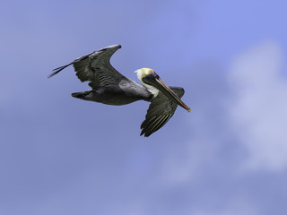 Brown Pelican in Flight on Blue Sky