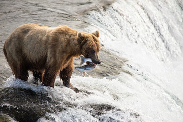 Brown bear fishing for salmon